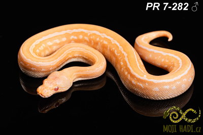 hadi na prodej, mládě, český chov hadů, odchov hadů, mojihadi.cz, Python regius, ballpython, krajta královská, Albino, pinstripe, black pastel, het Clown